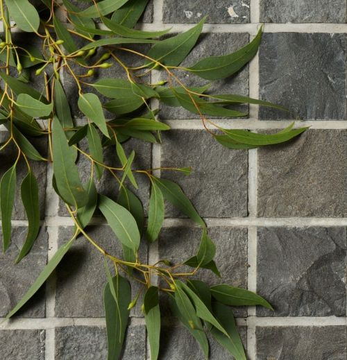 BLUESTONE COBBLES 100X100X30-50MM ($/SQM)